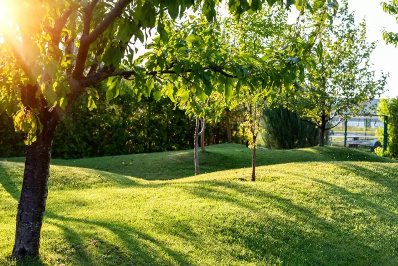 Aparar jardim em Setor de Grandes Áreas Norte (SGAN) foto 5